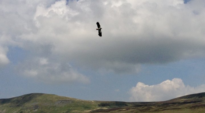 Fountains Fell / Darnbrook Fell