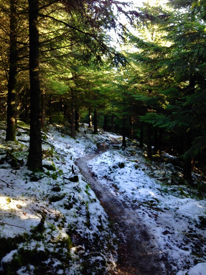 Whinlatter / Barf / Lord's Seat / Broom Fell / Graystones
