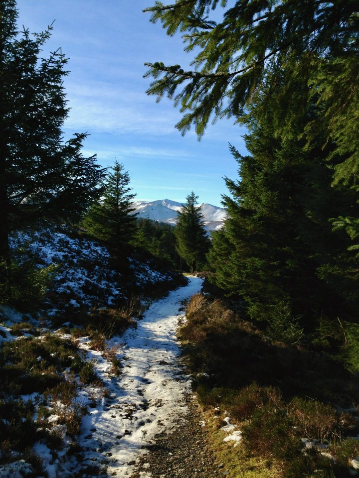 Whinlatter / Barf / Lord's Seat / Broom Fell / Graystones