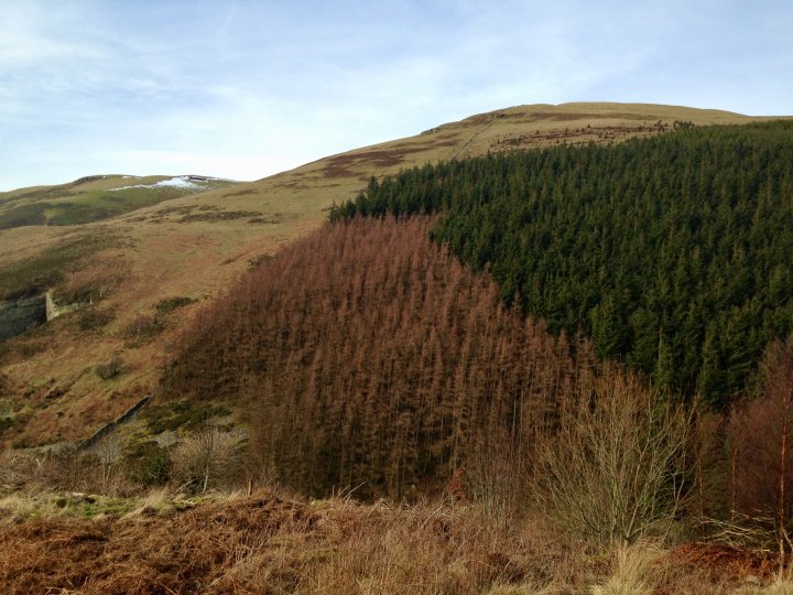 Whinlatter / Barf / Lord's Seat / Broom Fell / Graystones