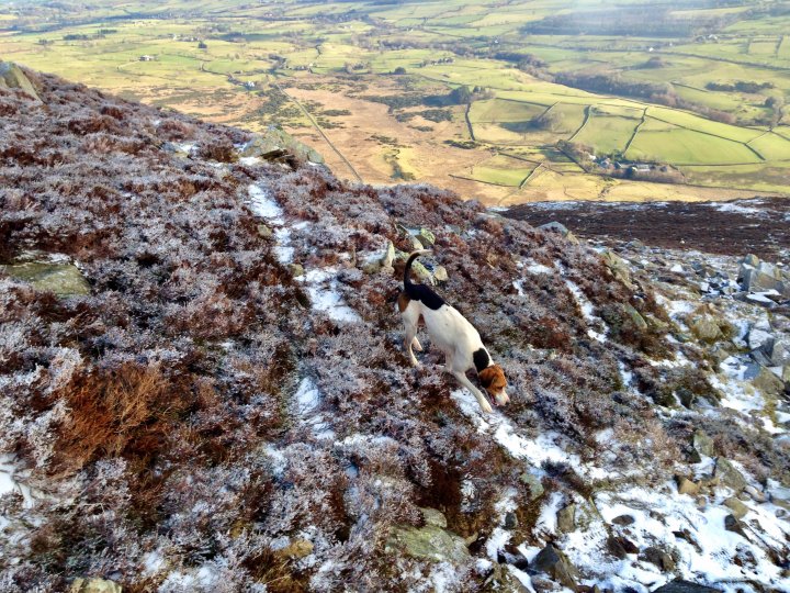 Carrock Fell / High Pike (Caldbeck) / Knott / Great Calva