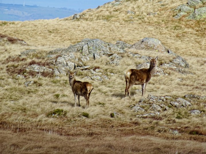 Bell Crags / Armboth Fell / Armboth Fell (Birkett) / Raven Crag