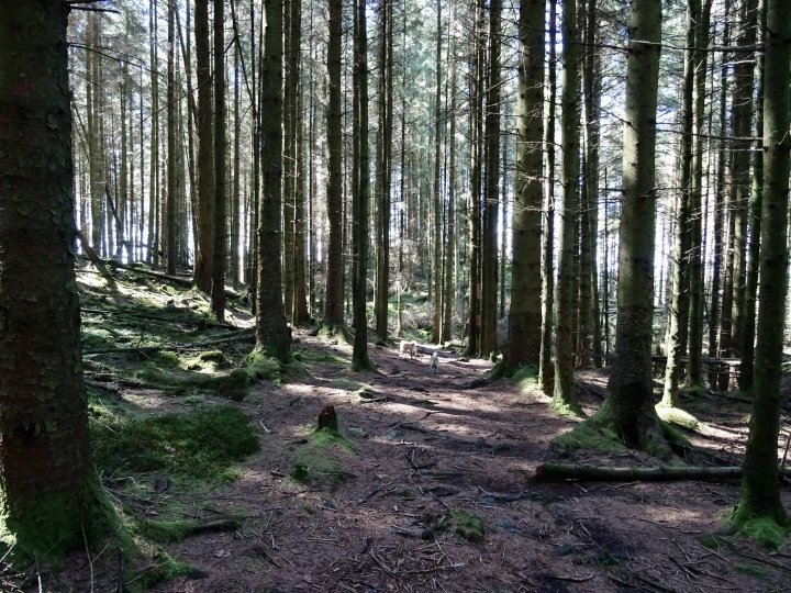 Latterbarrow / Claife Heights