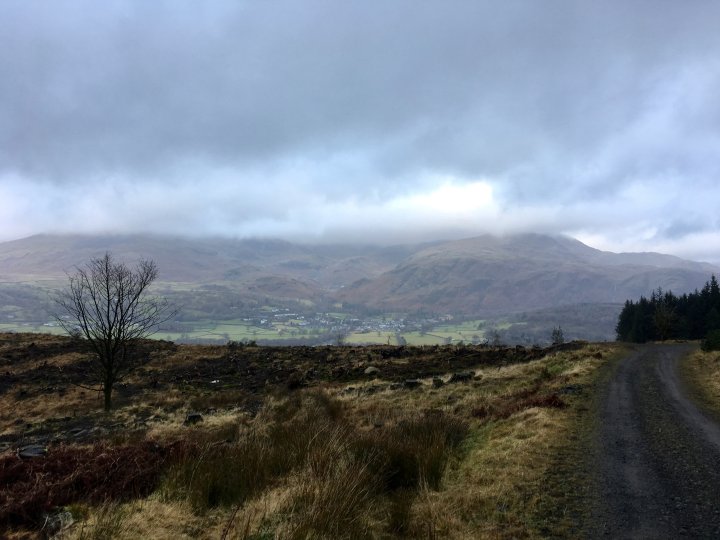 Grizedale Forest