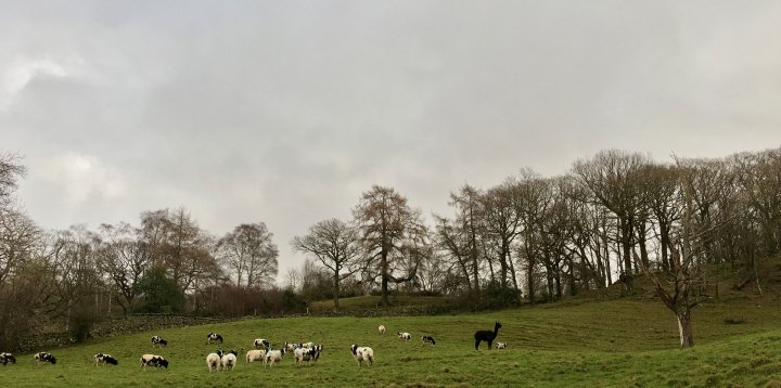 Grizedale Forest