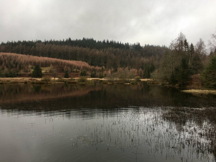Grizedale Forest