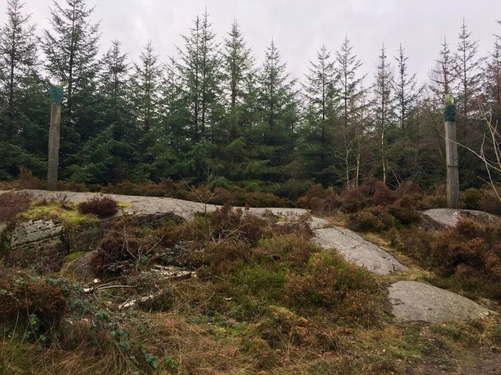 Grizedale Forest