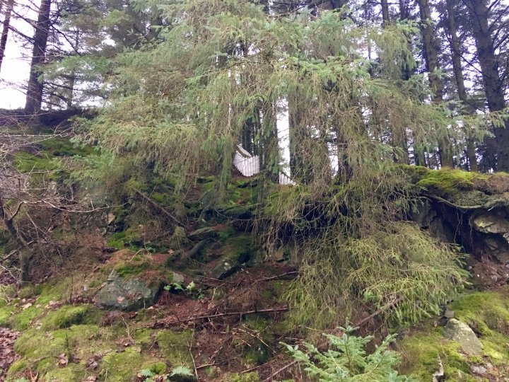 Grizedale Forest