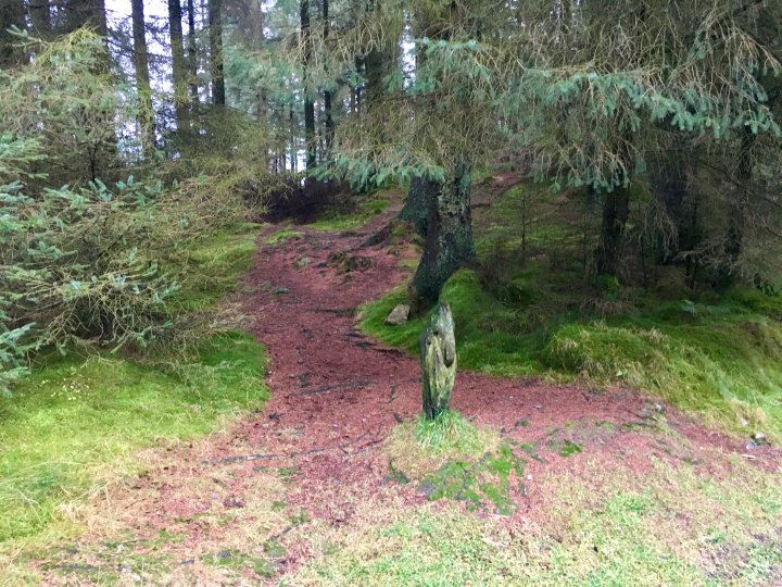 Grizedale Forest