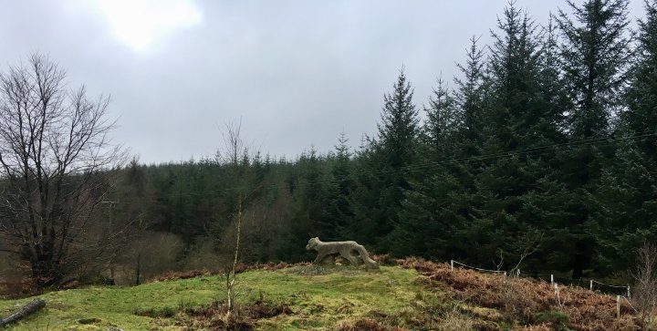 Grizedale Forest