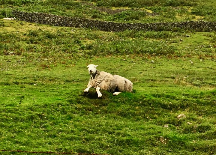 Pillar / Black Crag / Scoat Fell / Middle Fell