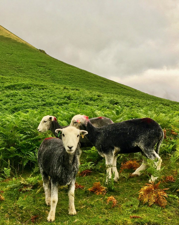 Pillar / Black Crag / Scoat Fell / Middle Fell