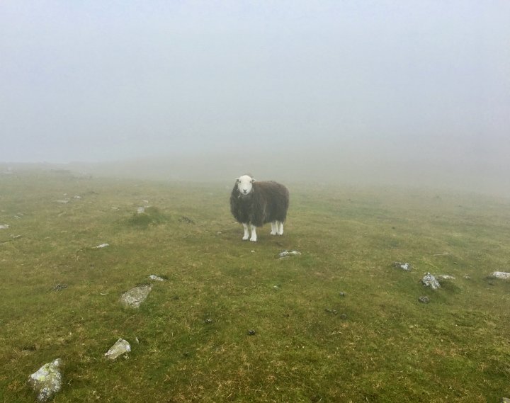 Pillar / Black Crag / Scoat Fell / Middle Fell