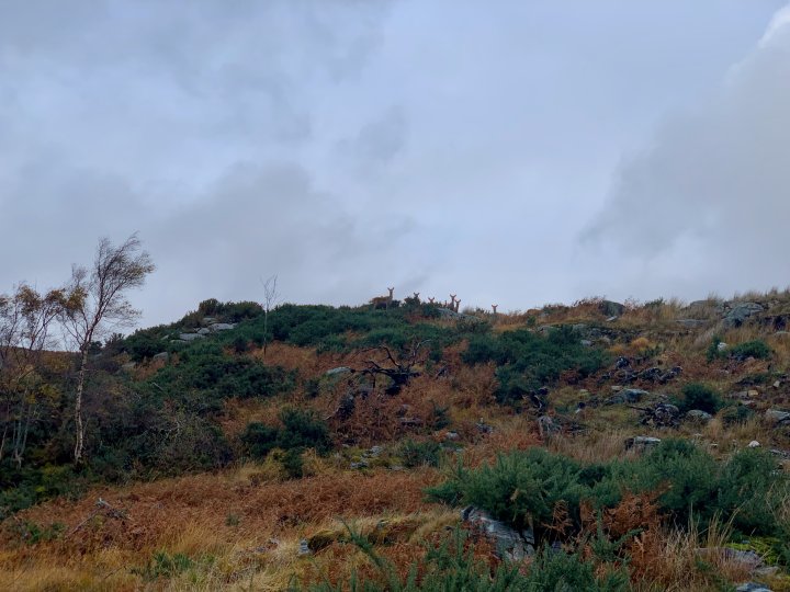 Kylesku
