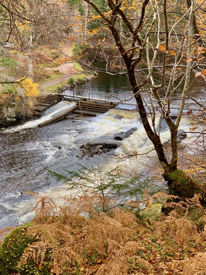 Glencanisp