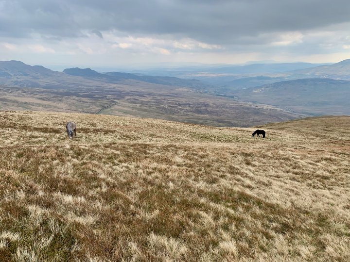 Pen yr Ole Wen / Carnedd Dafydd / Carnedd Llewelyn / Pen yr Helgi Du