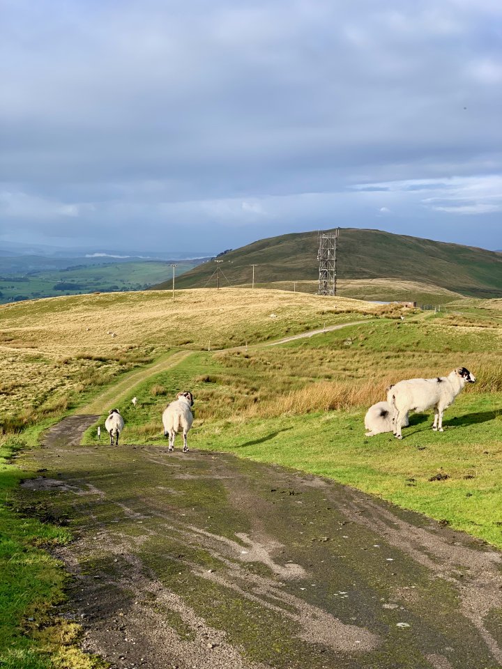 Grayrigg Forest / Whinfell Beacon / Winterscleugh