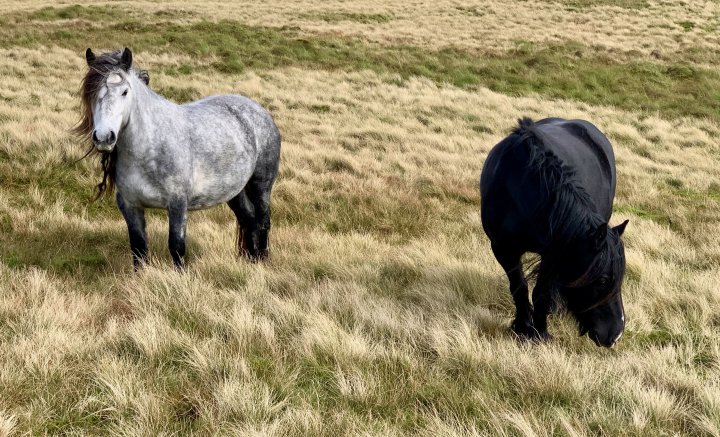 Grayrigg Forest / Whinfell Beacon / Winterscleugh