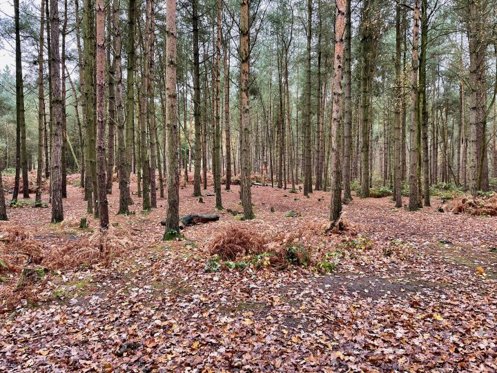 Delamere Way
