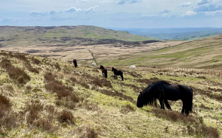 Ulgraves / Potter Fell - 2 / Potter Fell - 1 / Brunt Knott / Green Quarter / Hollow Moor / High Knott / Hugill Fell (Wainwright Summit) / Reston Scar