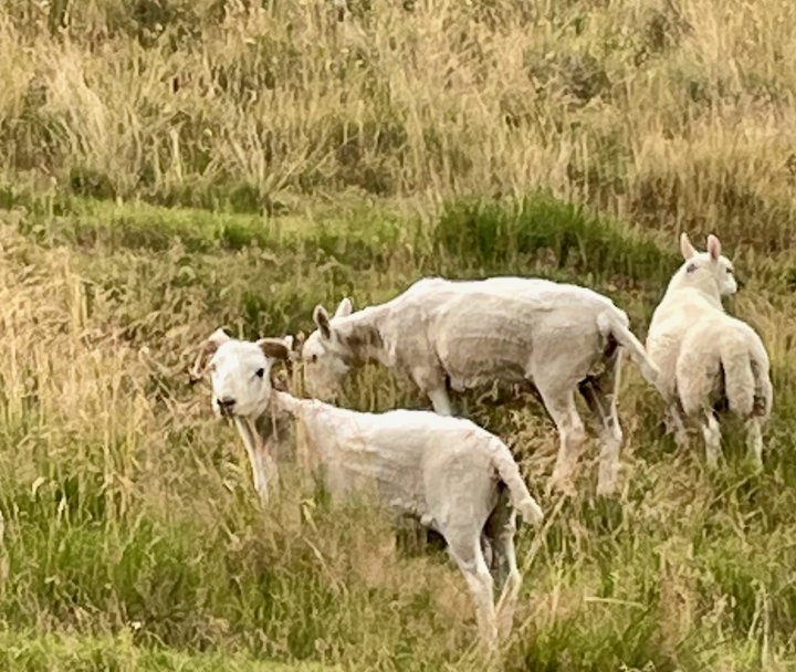 Windy Gyle / Bloodybush Edge / Cushat Law