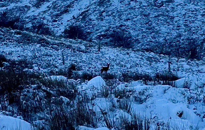 Cold Fell