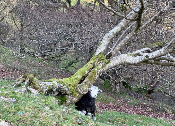 Stybarrow Dodd / Watson's Dodd / Great Dodd / Clough Head