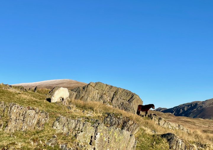 Pen yr Ole Wen / Carnedd Dafydd / Carnedd Llewelyn / Pen yr Helgi Du